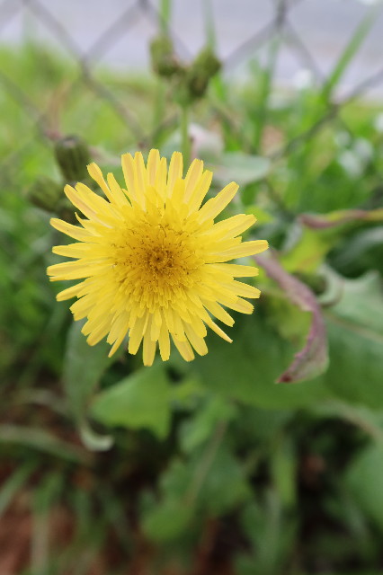 ファイル 7553-4.jpg