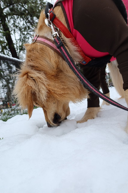 ファイル 7554-2.jpg