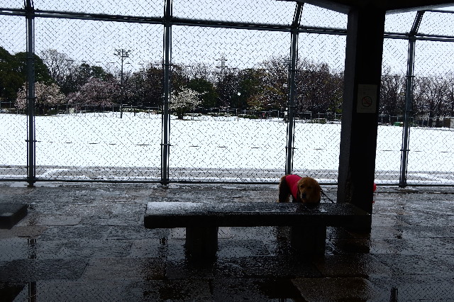 ファイル 7556-2.jpg