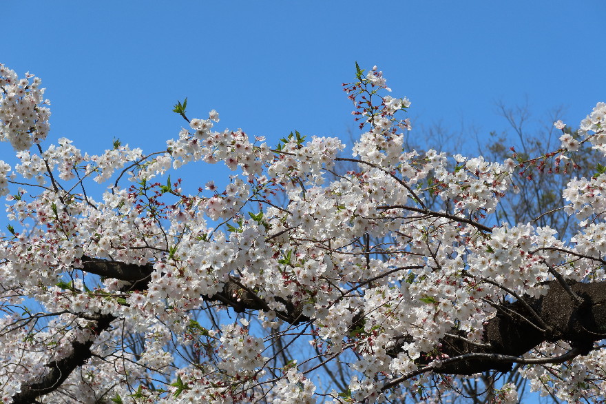 ファイル 7560-2.jpg