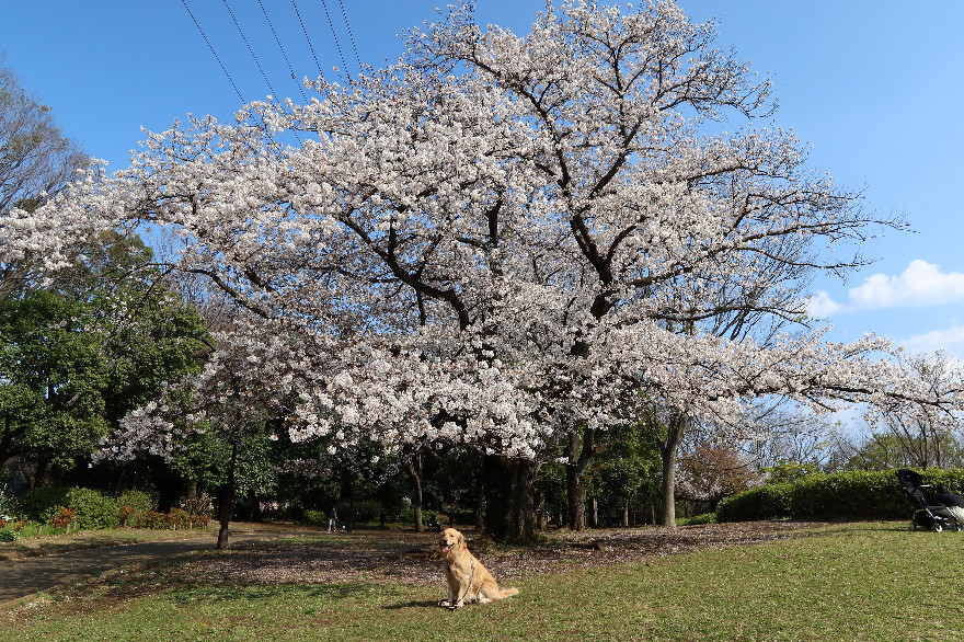 ファイル 7560-3.jpg