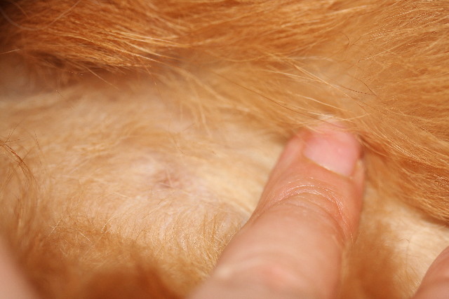 ファイル 757-5.jpg