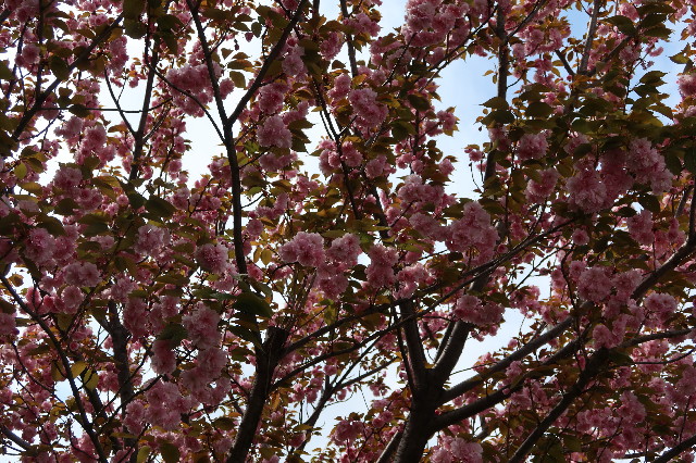 ファイル 7572-2.jpg