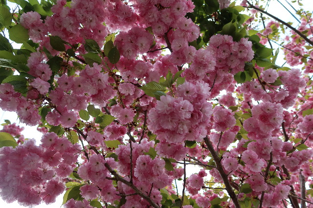 ファイル 7573-1.jpg