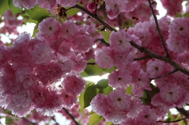 ファイル 7579-4.jpg