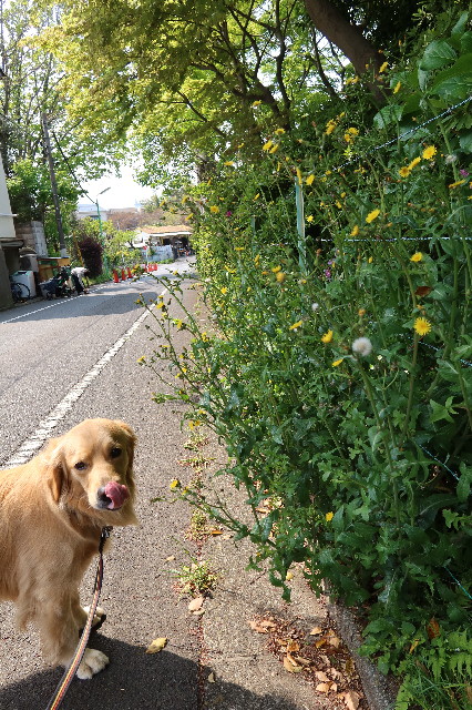 ファイル 7581-4.jpg