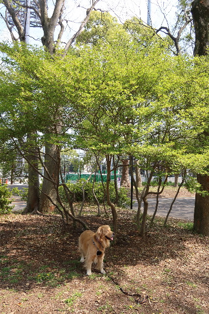 ファイル 7581-5.jpg