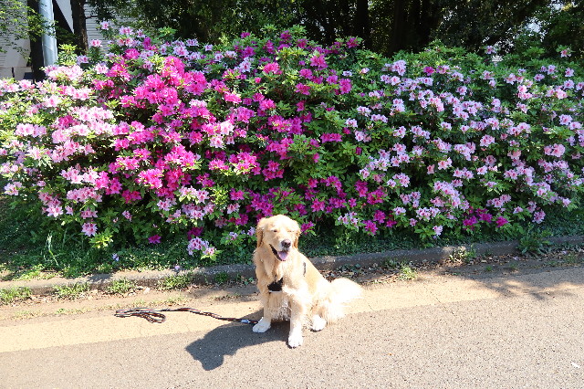 ファイル 7591-1.jpg