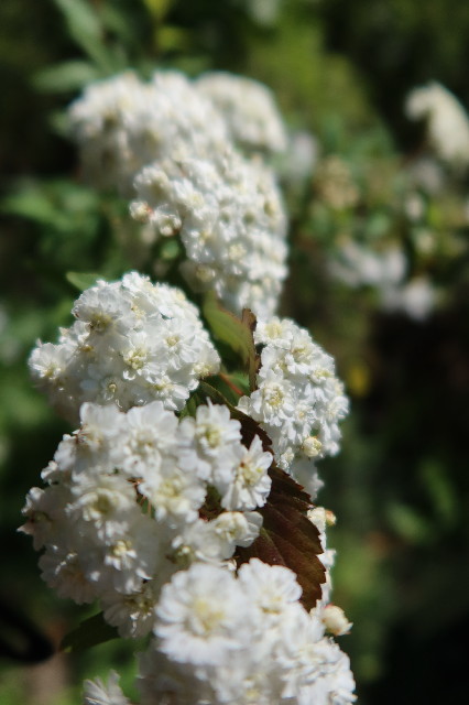 ファイル 7591-4.jpg