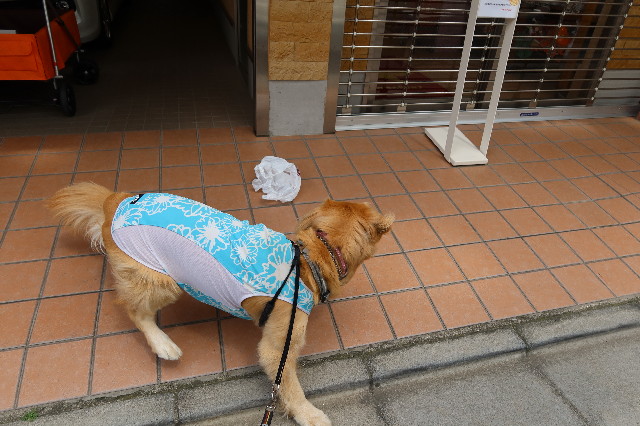 ファイル 7603-2.jpg