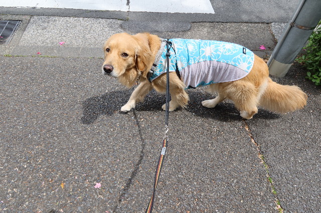 ファイル 7603-3.jpg