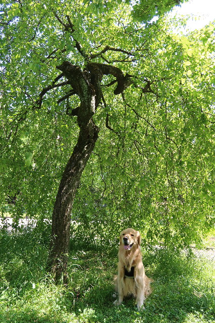 ファイル 7607-2.jpg