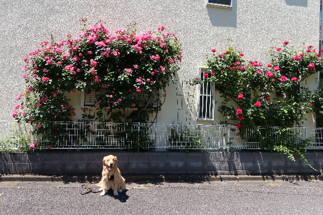 ファイル 7608-1.jpg