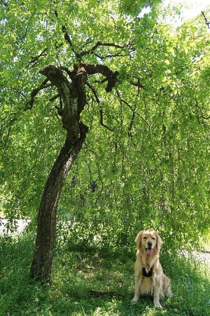 ファイル 7608-4.jpg