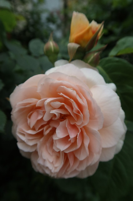 ファイル 7612-3.jpg