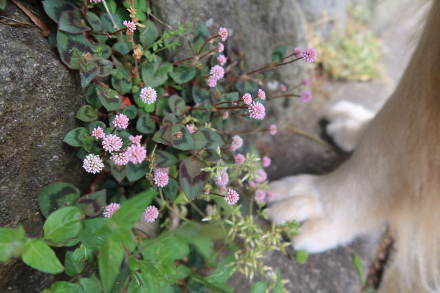 ファイル 7612-4.jpg