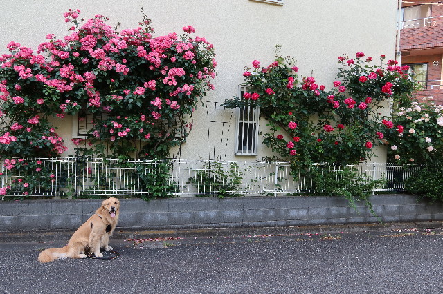 ファイル 7613-1.jpg