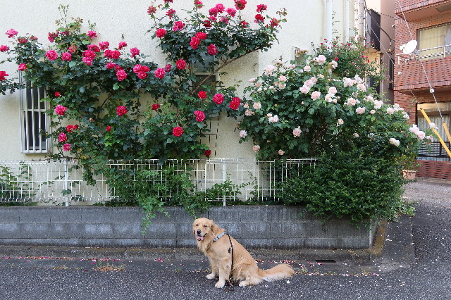 ファイル 7613-2.jpg