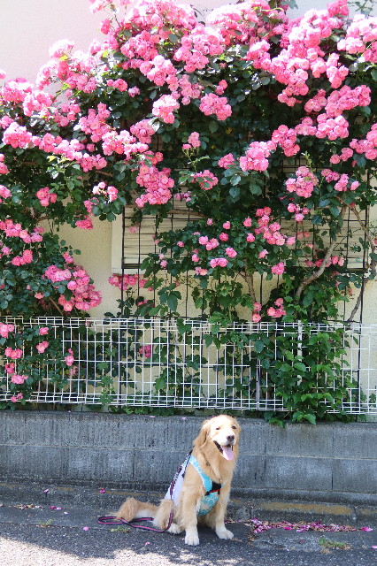 ファイル 7619-2.jpg