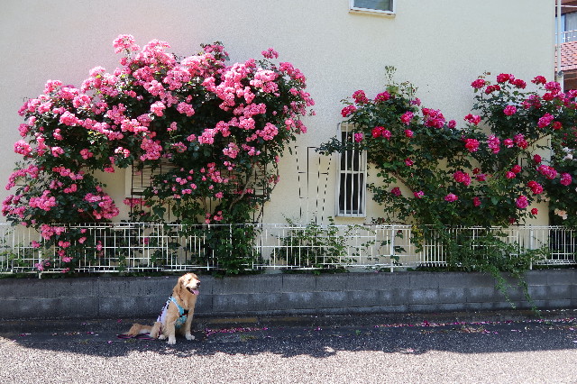 ファイル 7619-3.jpg