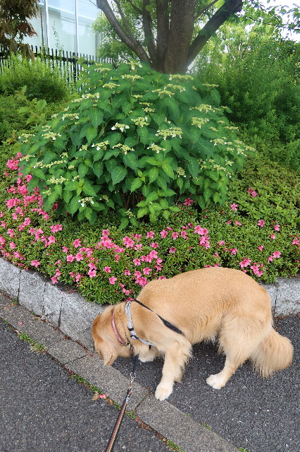 ファイル 7628-2.jpg