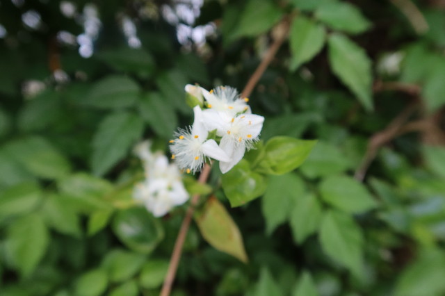 ファイル 7628-4.jpg