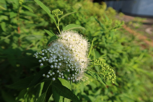 ファイル 7634-3.jpg