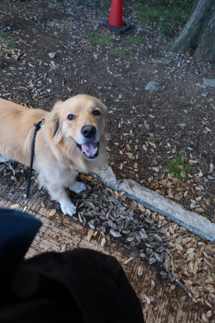 ファイル 7641-1.jpg