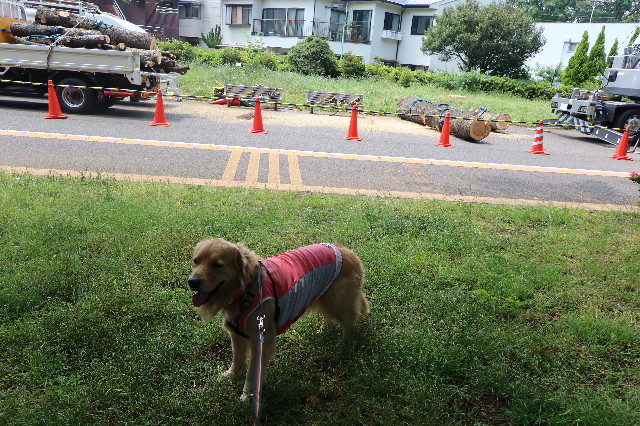 ファイル 7648-4.jpg