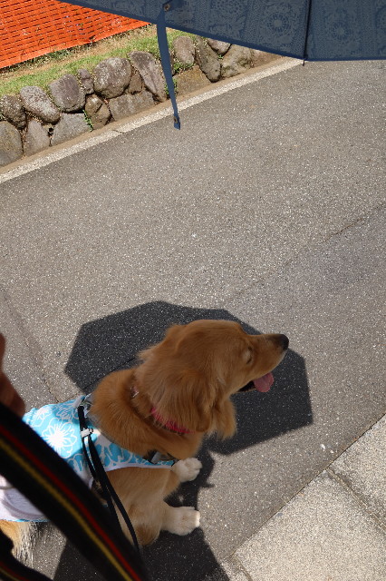 ファイル 7658-2.jpg