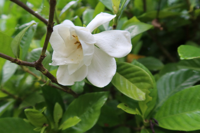 ファイル 7664-4.jpg