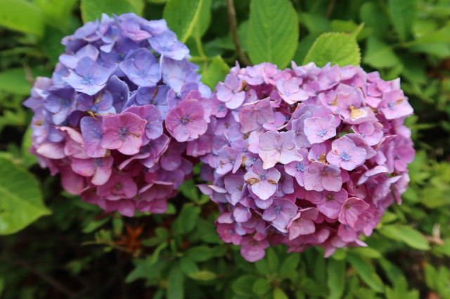 ファイル 7671-1.jpg