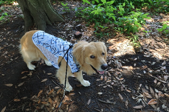 ファイル 7675-1.jpg