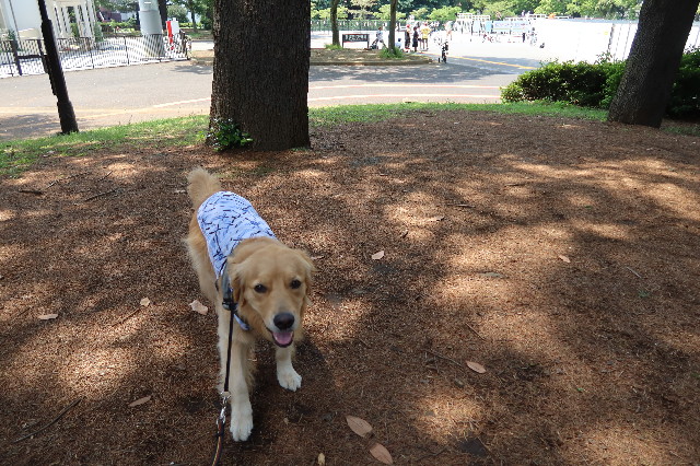 ファイル 7675-3.jpg