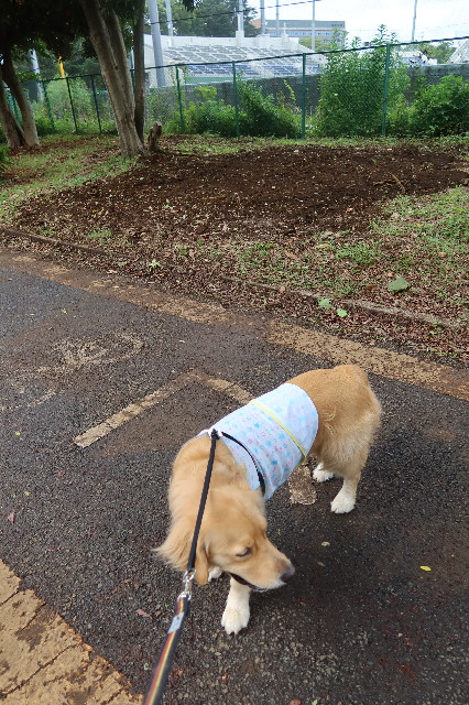 ファイル 7676-1.jpg