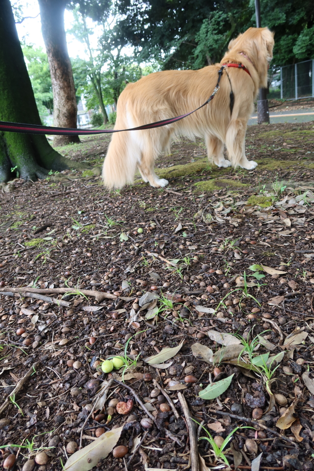 ファイル 7681-2.jpg