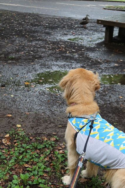 ファイル 7681-4.jpg