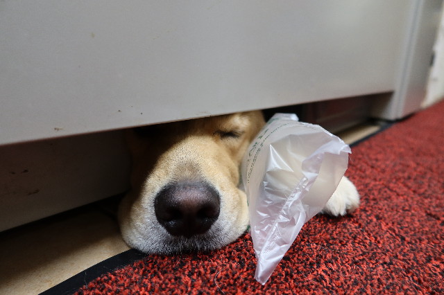 ファイル 7682-2.jpg