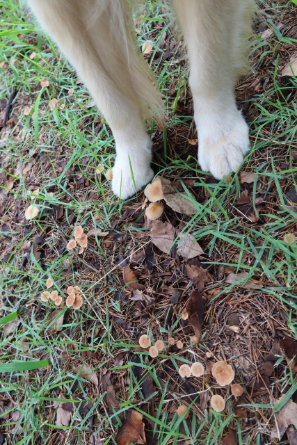 ファイル 7684-1.jpg