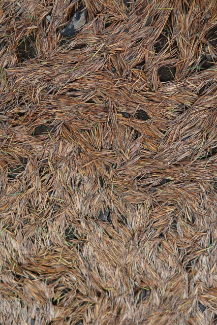 ファイル 7684-2.jpg