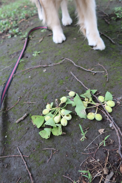 ファイル 7684-3.jpg