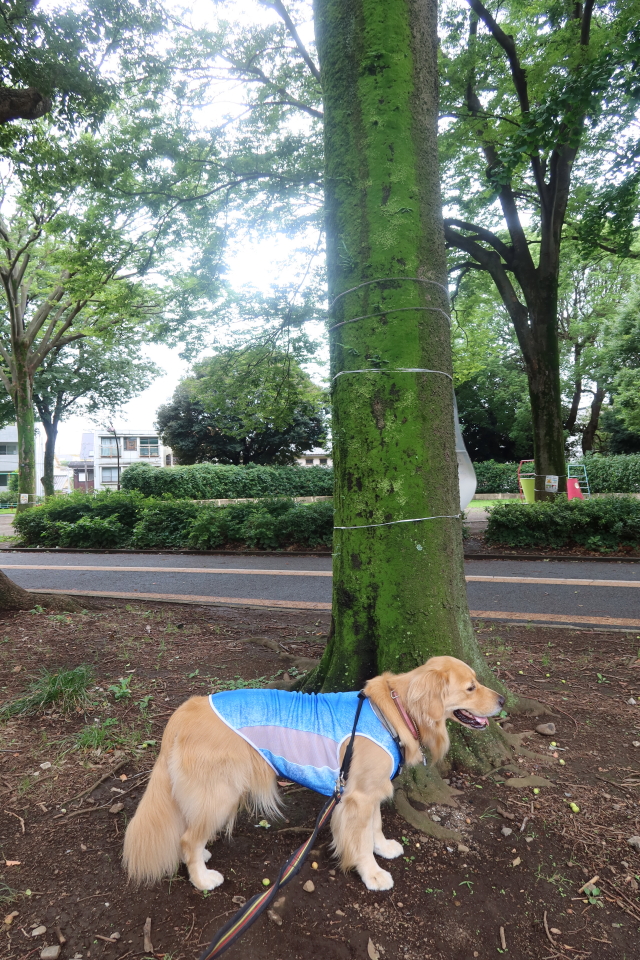 ファイル 7690-1.jpg