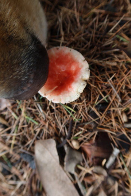 ファイル 7691-4.jpg