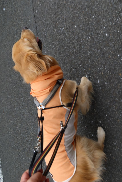 ファイル 7693-3.jpg