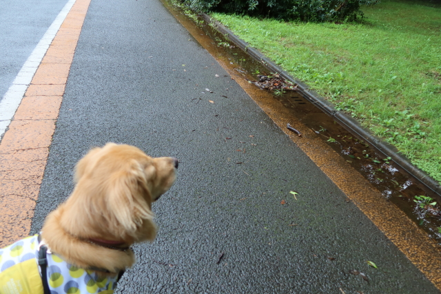 ファイル 7698-1.jpg