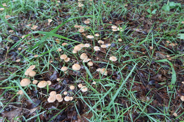 ファイル 7698-3.jpg