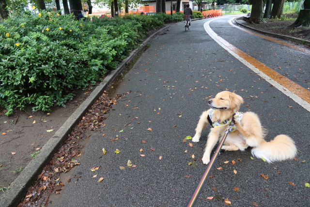 ファイル 7698-4.jpg