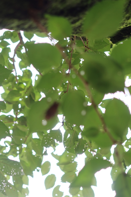 ファイル 7700-2.jpg