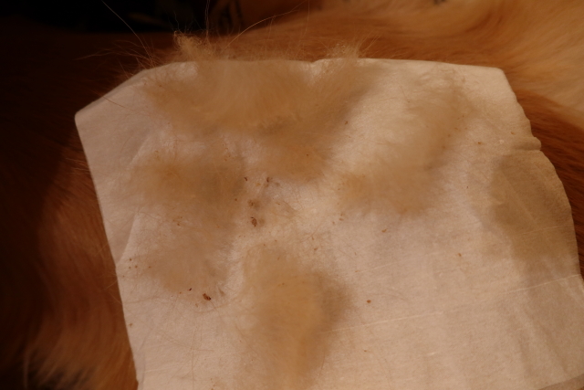 ファイル 7703-4.jpg