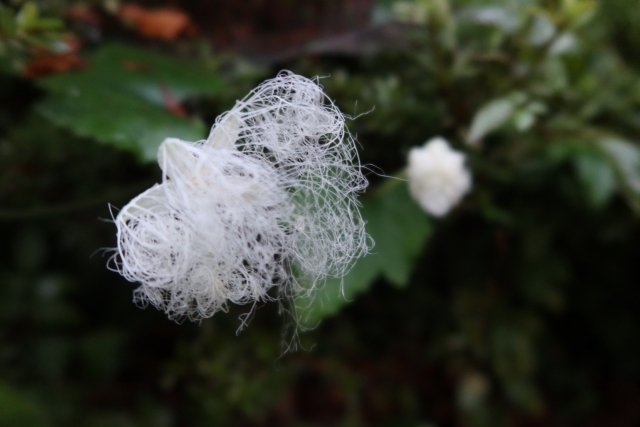 ファイル 7709-1.jpg